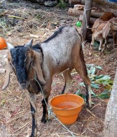 Mulai dari Kecil, KOPDes Botodayaan Bangun Usaha Peternakan
